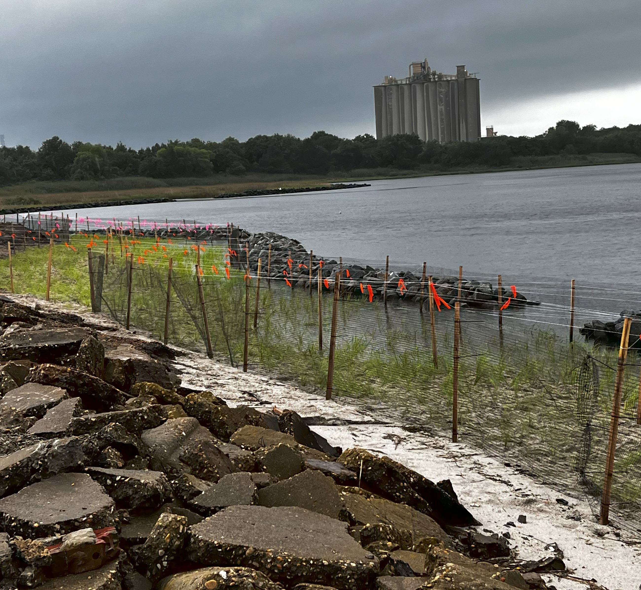 Living shoreline after plants were installed to reduce runoff and provide stabilization and habitat 